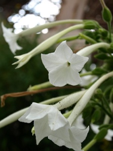 Open White Flowers  Open White Flowers